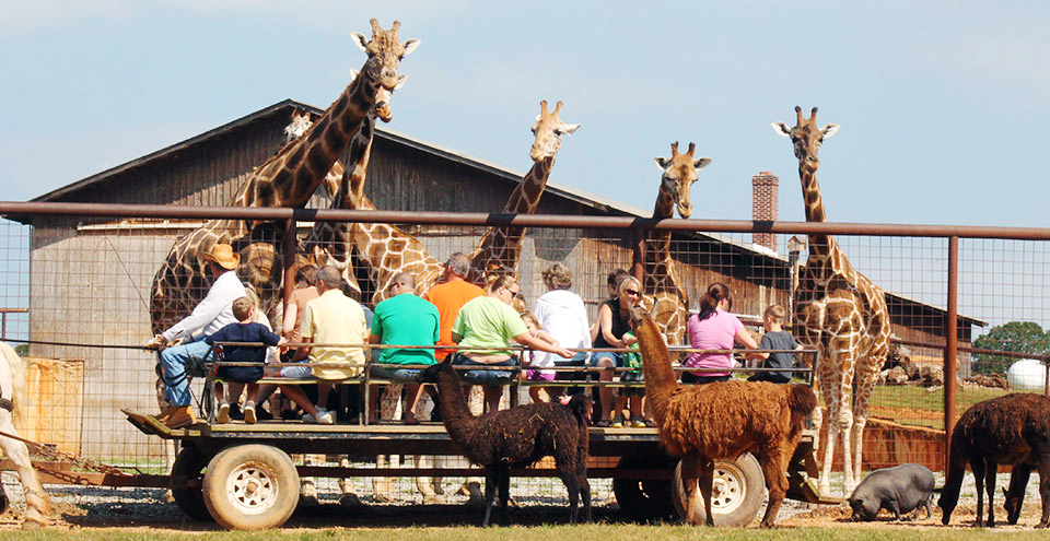 Lazy 5 Ranch