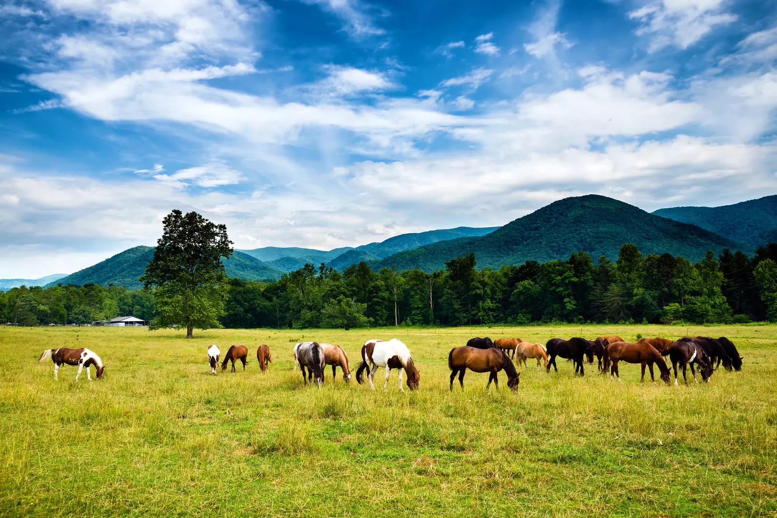 Cades Cove Historic Valley Drive